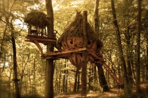 Télé-Bruxelles : L’arbre à cabane